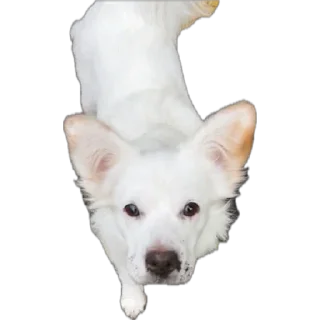 Стикер Тявка - 4