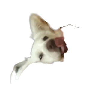 Стикер Тявка - 1