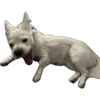 Стикер Тявка - 5