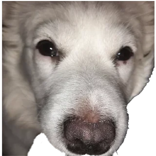 Стикер Тявка - 7