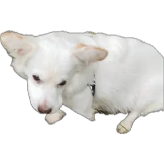 Стикер Тявка - 11