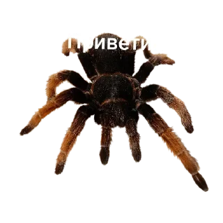 Sticker Больше стиков тут: @stikery4 - 11