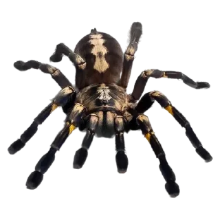 Sticker Больше стиков тут: @stikery4 - 3