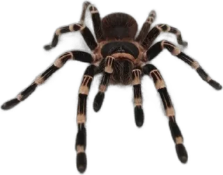 Sticker Больше стиков тут: @stikery4 - 6