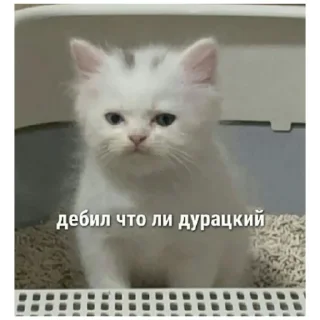 Sticker catmem (@emopix) - 11