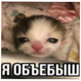 Sticker catmem (@emopix) - 2