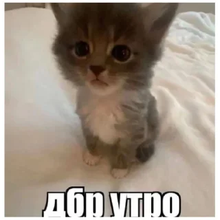 Sticker catmem (@emopix) - 4