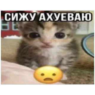 Sticker catmem (@emopix) - 5