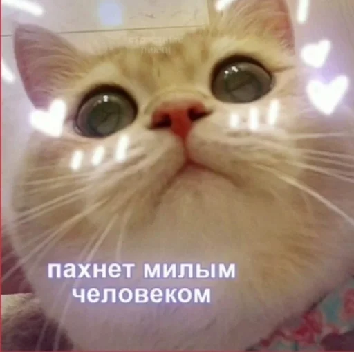 животное кошка млекопитающее