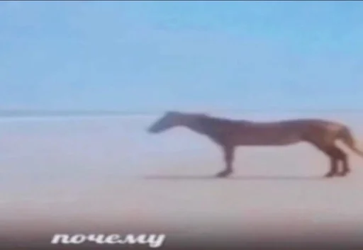 млекопитающее животное на открытом воздухе