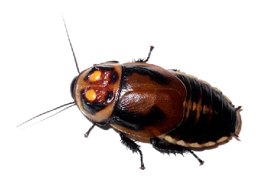 animal invertebrate pest