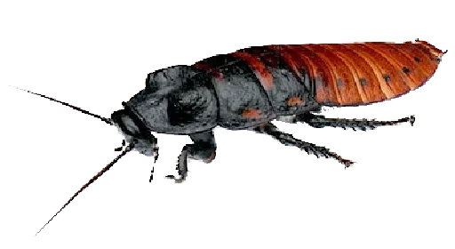animal insect arthropod