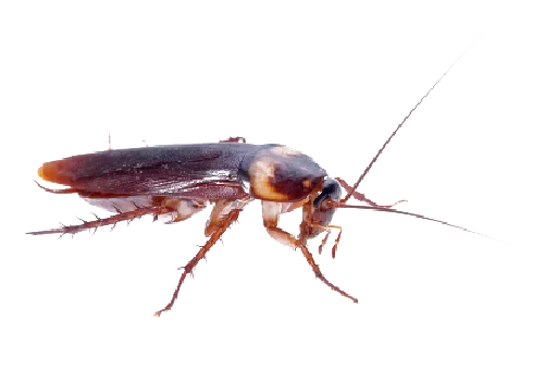 animal pest arthropod
