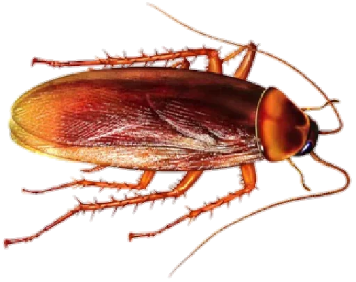 Тараканов вам в чат - animal