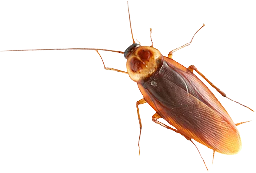 animal pest arthropod