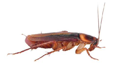 invertebrate pest arthropod