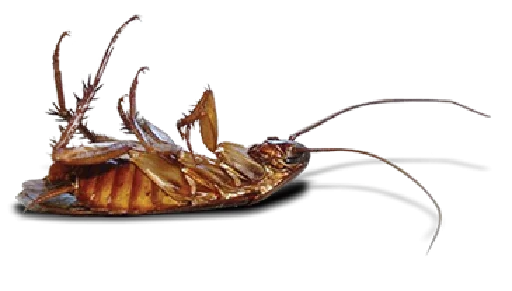 animal invertebrate organism