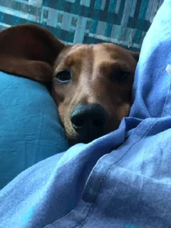 Sticker таська - 1