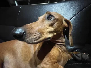 Sticker таська - 6