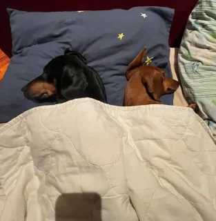 Sticker таська - 0