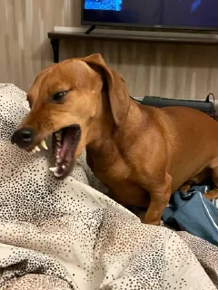 Sticker таська - 2