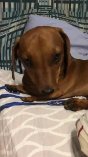 Sticker таська - 9