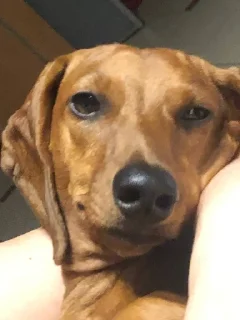 Sticker таська - 8