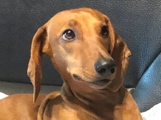 Sticker таська - 5