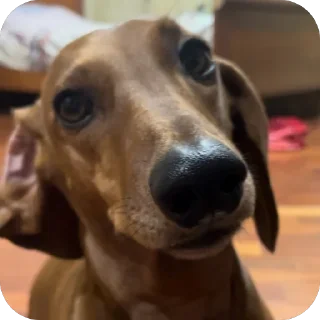 Sticker таська - 7