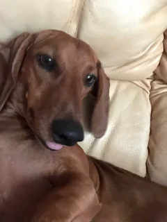 Sticker таська - 3