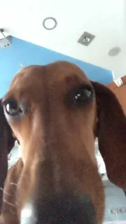 Sticker таська - 4