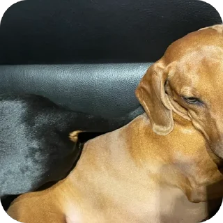 Sticker таська - 11