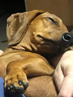 Sticker таська - 10