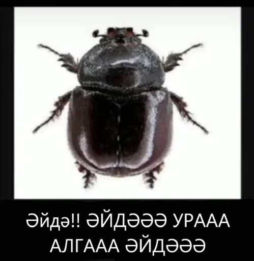 татарча стикерлар - 