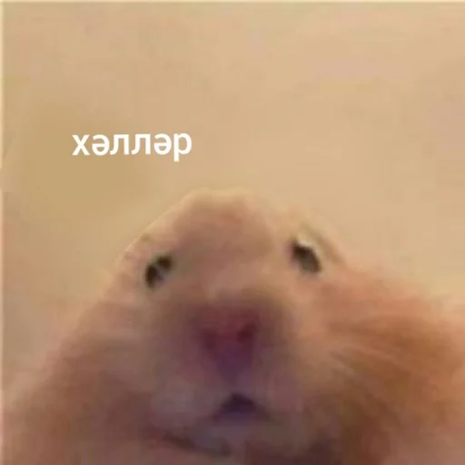 Стикер татарча стикерлар - 7
