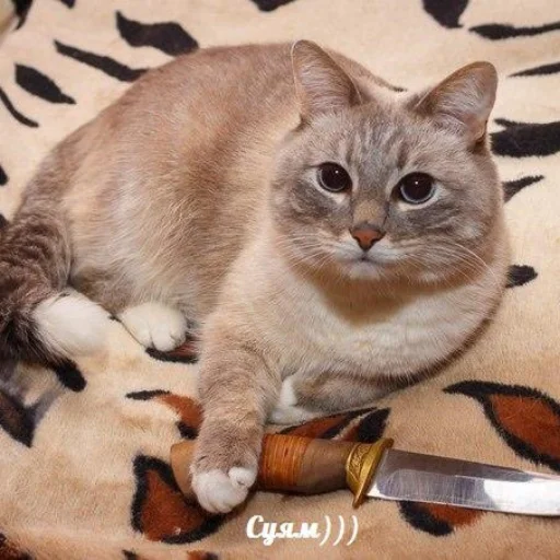 Стикер татарча стикерлар - 4