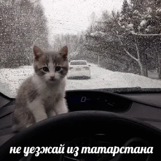 Стикер радные тотарстаны - 0