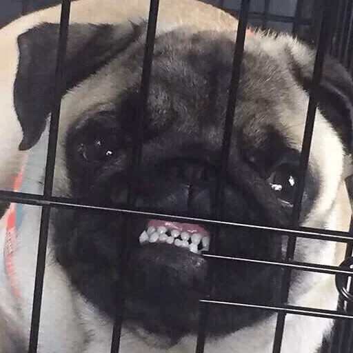 pet mammal dog breed