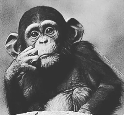 animal mammal primate