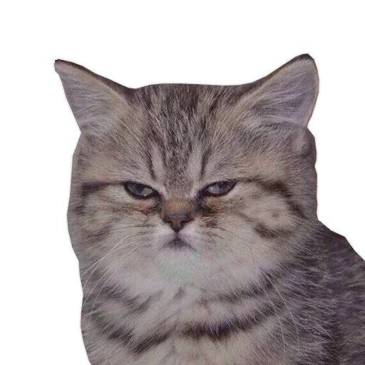 животное млекопитающее кошка