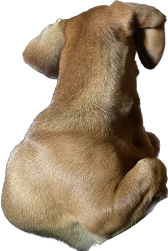 Sticker Doggy’s - 2