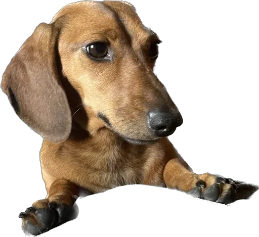 Sticker Doggy’s - 1