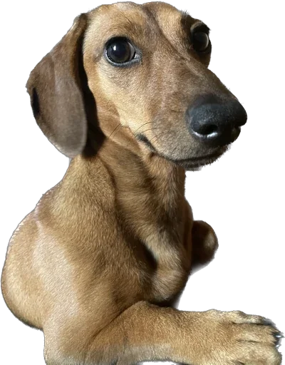 Sticker Doggy’s - 0