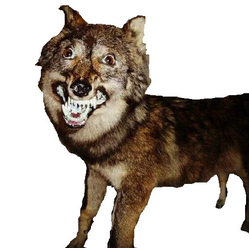 животное млекопитающее волк