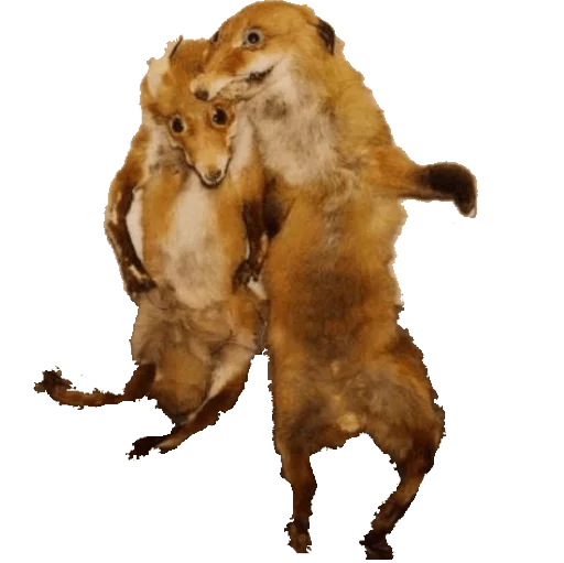 собака млекопитающее животное