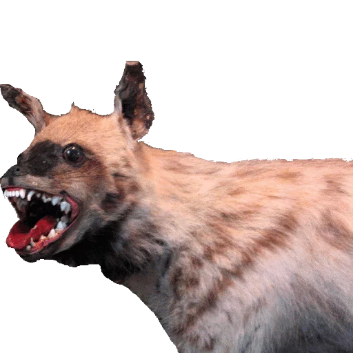 животное млекопитающее гиена