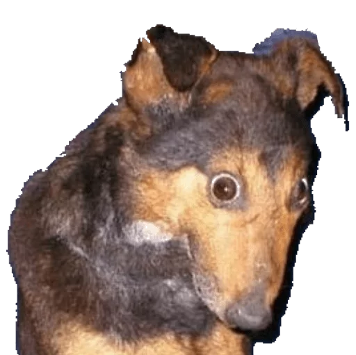 animal mammal dog breed