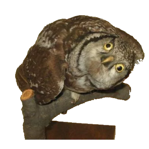 bird animal owl