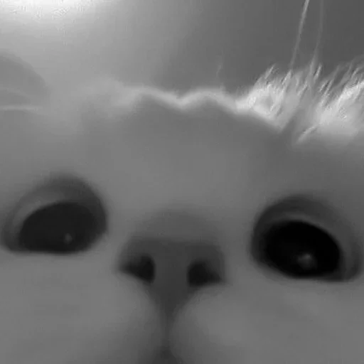 для таи. :: @fStikBot - кошки малого и среднего размера