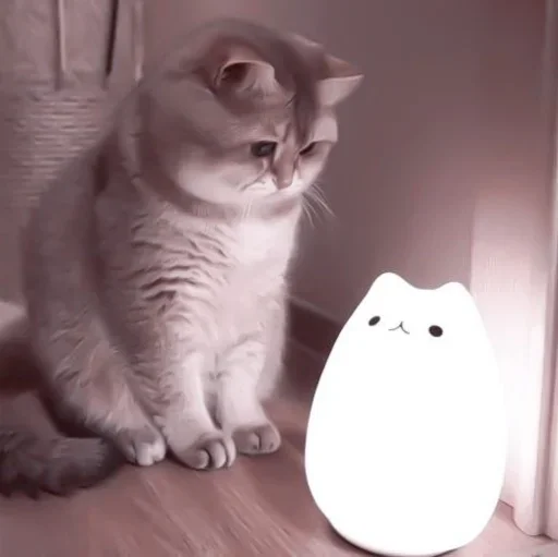 small to medium-sized cats felidae indoor